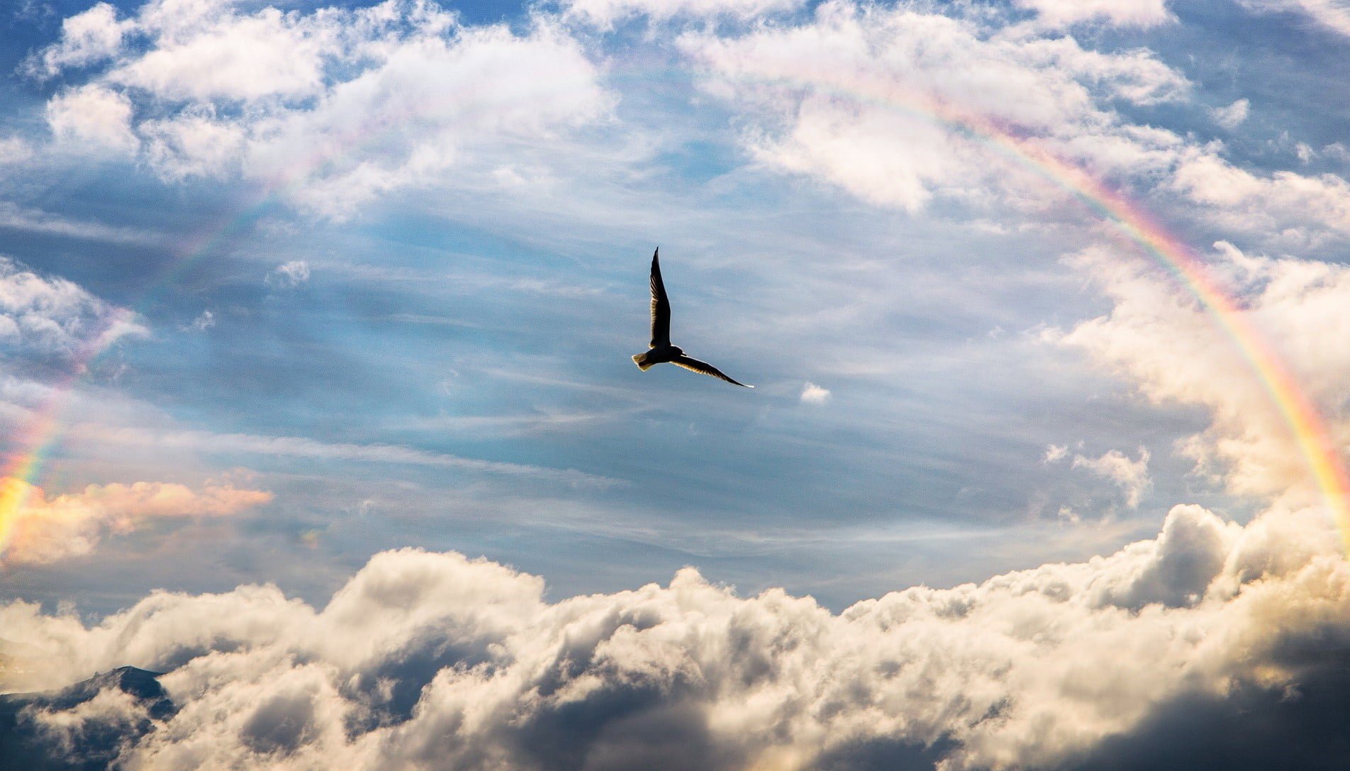 Bird full rainbow crop