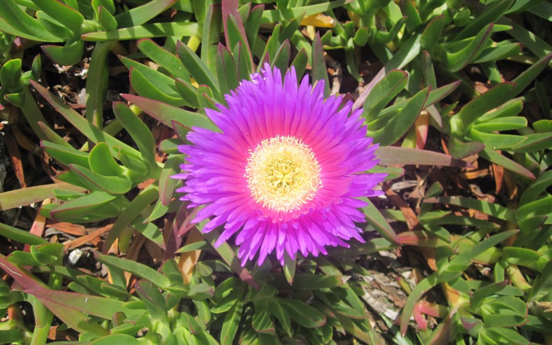 Deep creativity: the lucid dream key