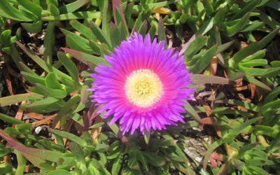 Deep creativity: the lucid dream key