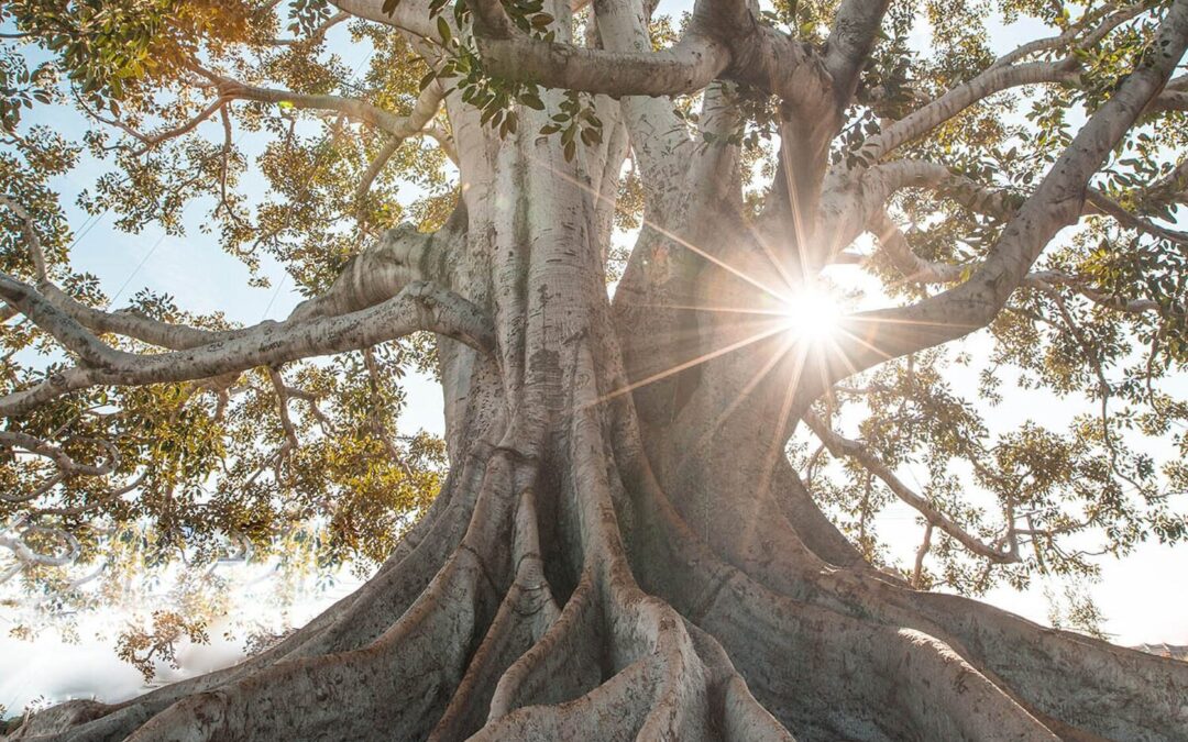 Superpower! Amazing new documentary on lucid dreams, intuition and reality