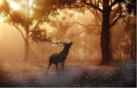 Learn to guide your dreams