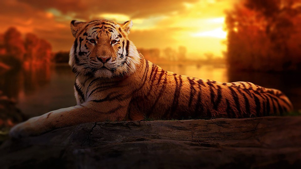 Tiger sunset