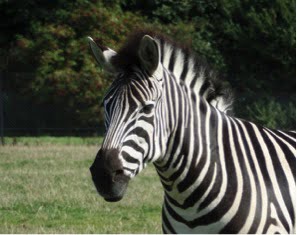 zebra